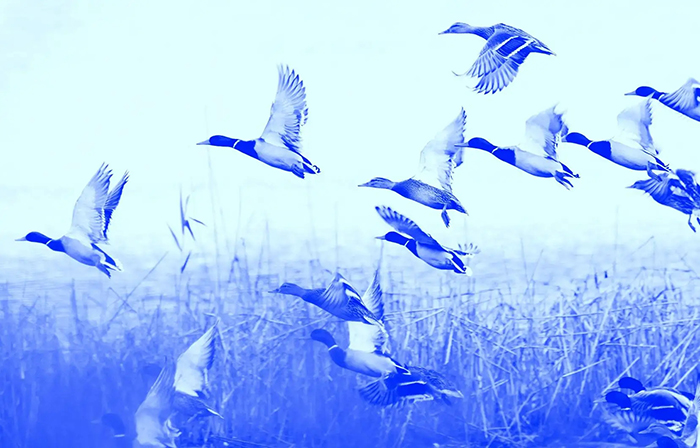 Photo d'un troupeau de canards prenant son envol.