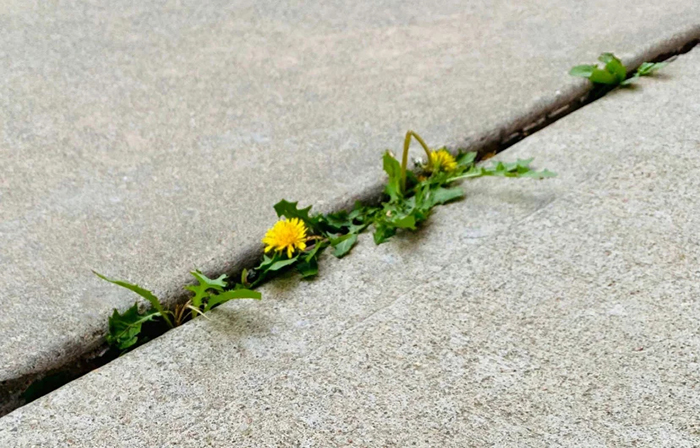 Photo d'un pissenlit poussant dans une fissure de trottoir.