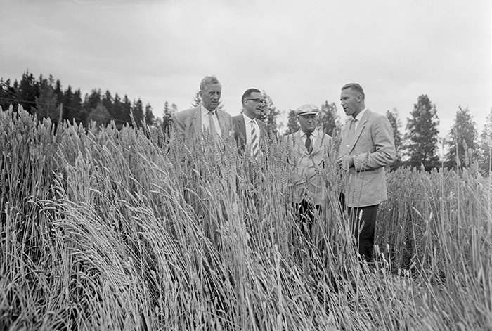 Photo d'hommes discutant au milieu d'un champ de blé.