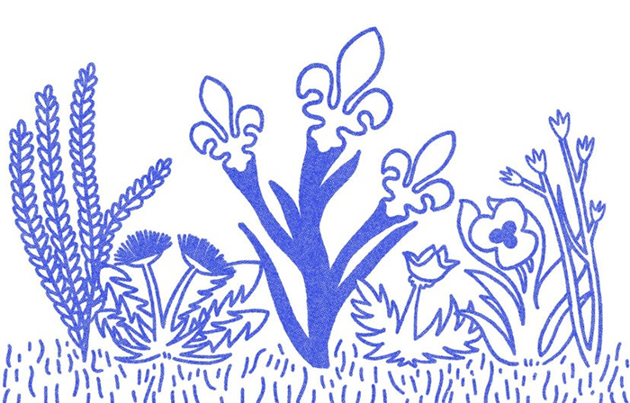Illustration de différentes plantes dont une, au centre, qui a des fleurs en forme de fleurdelisé.